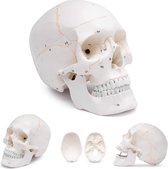 Het menselijk lichaam - anatomie model schedel, genummerd (3-delig)