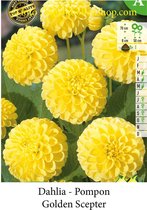 3 knollen POMPOM DAHLIA GOLDEN SCEPTER