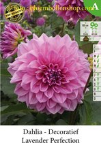 3 knollen DECORATIEF DAHLIA LAVENDER PERFECTION