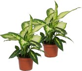 2x Kamerplant Dieffenbachia - ± 30cm hoog – 12 cm diameter