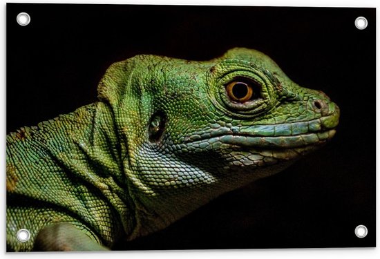 Tuinposter – Groene Kameleon Zwarte Achtergrond - 60x40cm Foto op Tuinposter  (wanddecoratie voor buiten en binnen)
