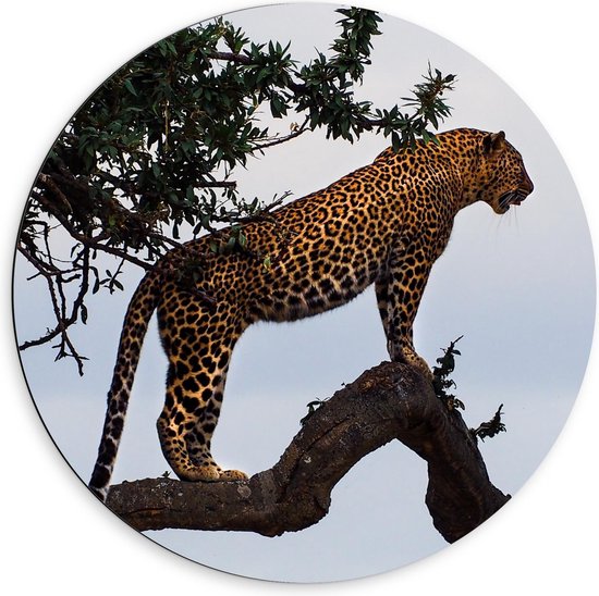 Dibond Wandcirkel - Panter in de Boom - 60x60cm Foto op Aluminium Wandcirkel (met ophangsysteem)