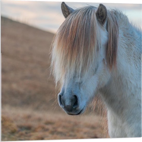 Acrylglas - Witte pony met Manen - 80x80cm Foto op Acrylglas (Met Ophangsysteem)