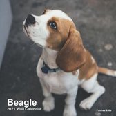 Beagle: 2021 Mini Wall Calendar