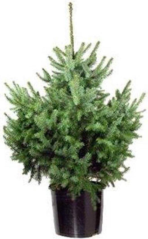Echte kerstboom Picea Omorika in Pot 80cm
