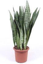 Kamerplant van Botanicly – Vrouwentongen – Hoogte: 85 cm – Sansevieria Zeylanica