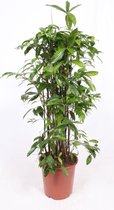 Kamerplant van Botanicly – Drakenboom – Hoogte: 120 cm – Dracaena surculosa