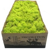Rendiermos Lente groen per 500 gram voor decoraties, mosschilderijen en bloemstukjes