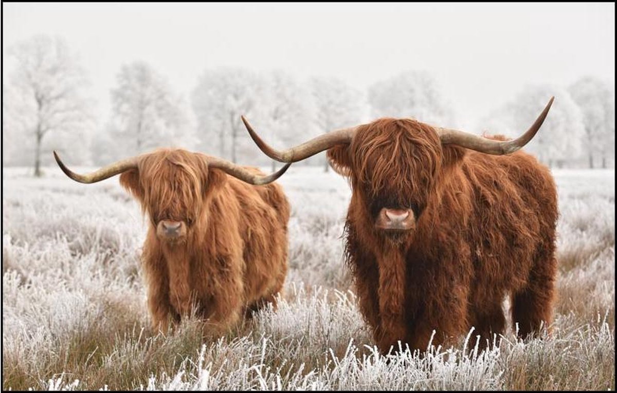 Reclamemeester - Schilderij - Textielframe Schotse Hooglanders Textieldoek In Liggend Dikte Textiel Peesdoek Landelijk Designpaneel - Multicolor - 120 X 80 Cm