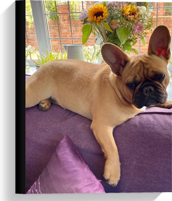 Canvas  - Sip kijkende Frenchie Hond op Paarse Bank - 30x40cm Foto op Canvas Schilderij (Wanddecoratie op Canvas)