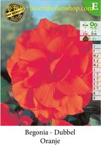 10 knollen DUBBELE BEGONIAS ORANJE