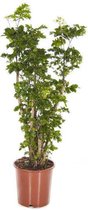 Fleurdirect - Polyscias - 90 Cm - Ø 24 - 1 Stuks