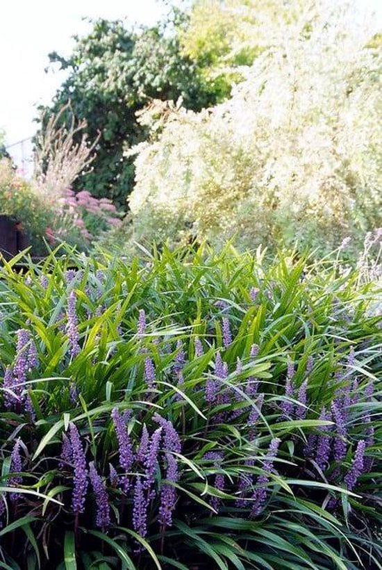 Foto: 12x liriope muscari ingwersen leliegras in p9 0 5 liter pot