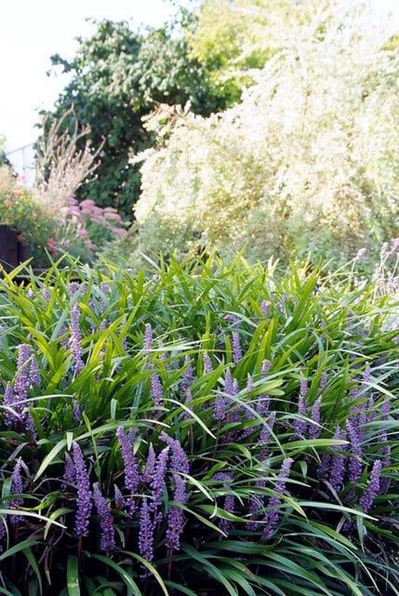 Liriope m. Ingwersen - Set van 12 - Leliegras - Pot P9 - Paarse Bloem - Wintergroen