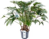 Grote groene Philodendron Xanadu kamerplant op Stam 110cm hoog Ø30cm