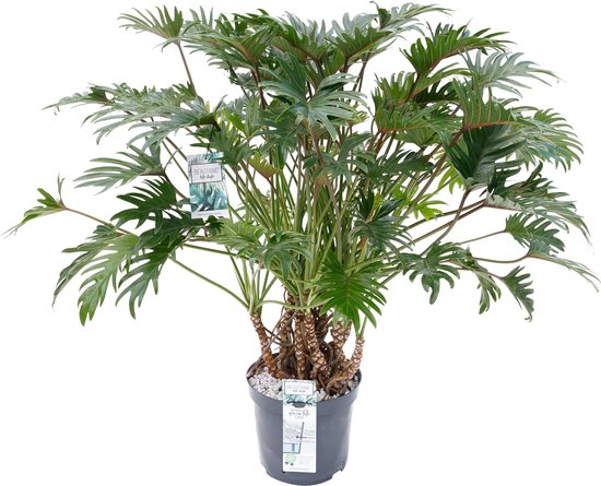 Grote groene Philodendron Xanadu kamerplant op Stam 110cm hoog Ø30cm |  bol.com
