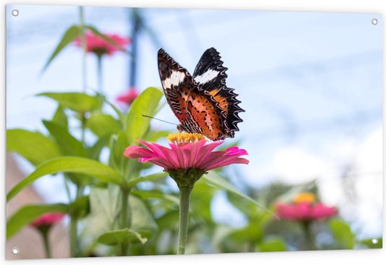 Tuinposter - Vlinder op Roze Bloem - Foto op Tuinposter (wanddecoratie voor buiten en binnen)
