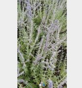 6 x Perovskia atriplicifolia 'Blue Spire' - Reuzenlavendel in pot 9 x 9 cm