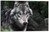 Dibond - Wolf in de Bossen - 60x40cm Foto op Aluminium (Met Ophangsysteem)