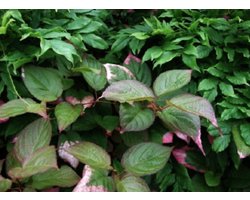Actinidia Kolomikta - Siberische kiwi|sierkiwi 50 60 cm in pot