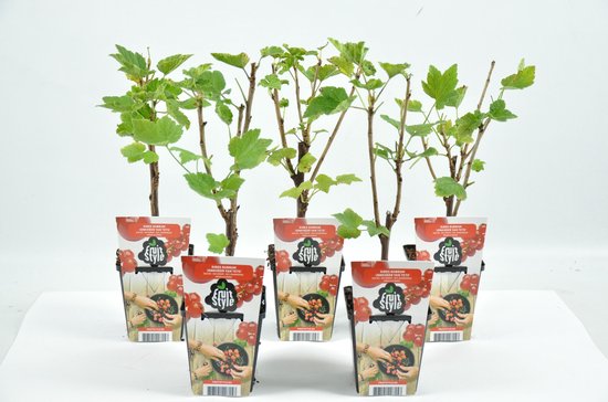 Mini Fruitplanten - set van 5 stuks Ribes rubrum 'Jonkheer van Tets' (Aalbes) - hoogte 30-40 cm