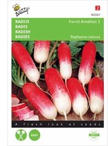 Buzzy Zaden - Radijs Halflange Rode Groot Witpunt - Raphanus sativus