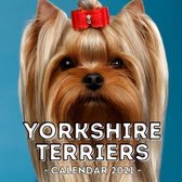 Yorkshire Terriers