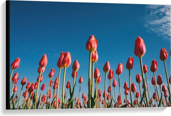 Canvas  - Roze Tulpen in het Veld - 90x60cm Foto op Canvas Schilderij (Wanddecoratie op Canvas)