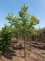 Walnootboom - Juglans regia | Omtrek: 6-10 cm | Hoogte: 250 cm