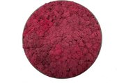 Mosschilderij Julia Clouded Grey ø 40 cm Rendiermos Fuchsia