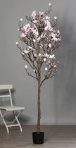 Magnolia boom in pot 230cm rose-creme