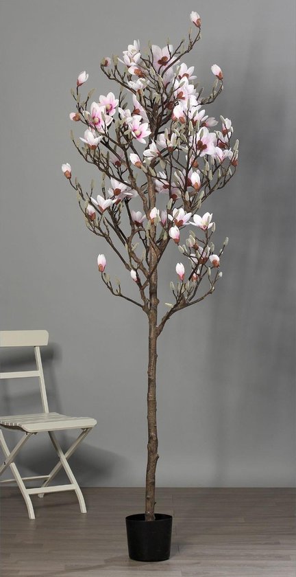 Duur Rimpels spiegel Magnolia boom in pot 230cm rose-creme | bol.com