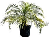 Palmboom - Phoenix Roebelenii - Dwergdadelpalm - Pot ⌀ 32cm - Hoogte  100cm