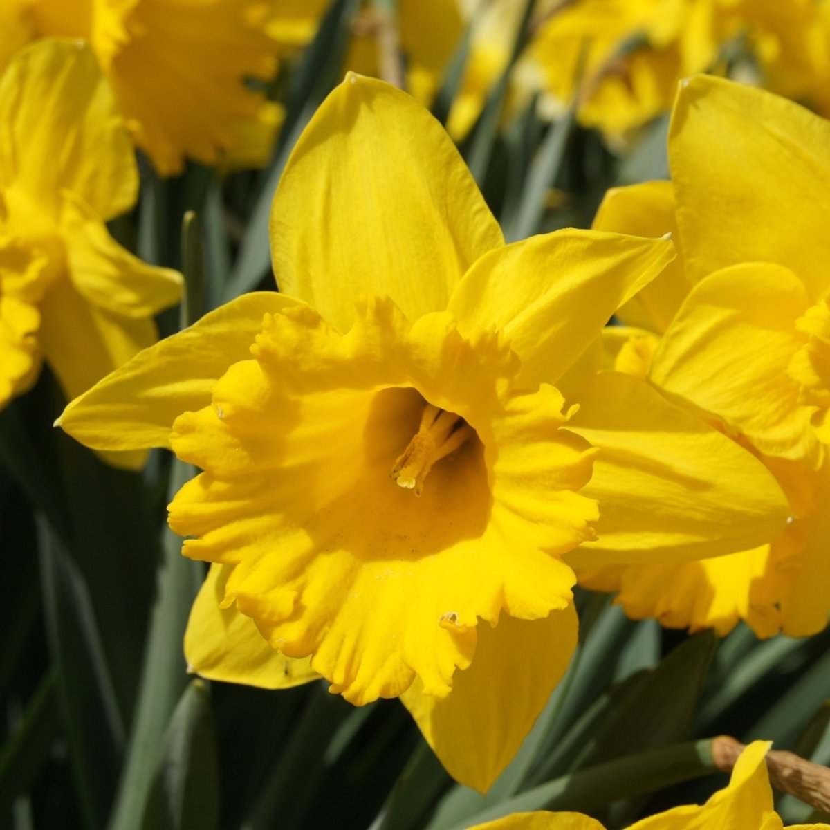 Narcis Dutch Master | 10 stuks | Trumpet | Geel | Narcissenbollen