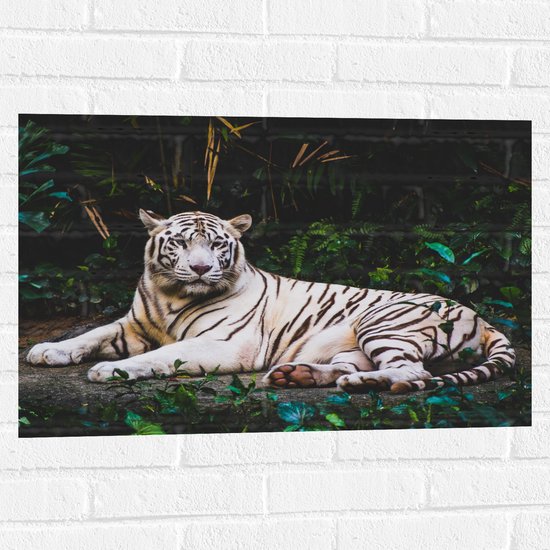 WallClassics - Muursticker - Tigre Witte dans la jungle - 75x50 cm Photo sur Muursticker