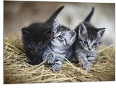 WallClassics - Dibond - Drie Schattige Baby Poesjes - 100x75 cm Foto op Aluminium (Met Ophangsysteem)