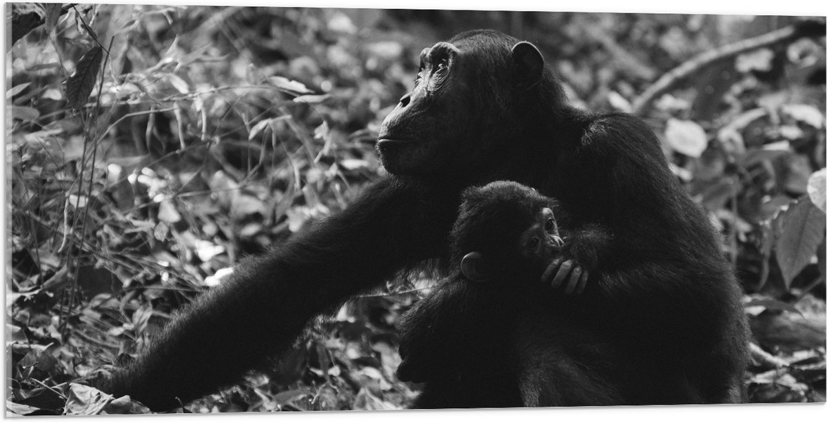 Acrylglas - Chimpansee met Baby Zwart / Wit - 100x50 cm Foto op Acrylglas (Met Ophangsysteem)