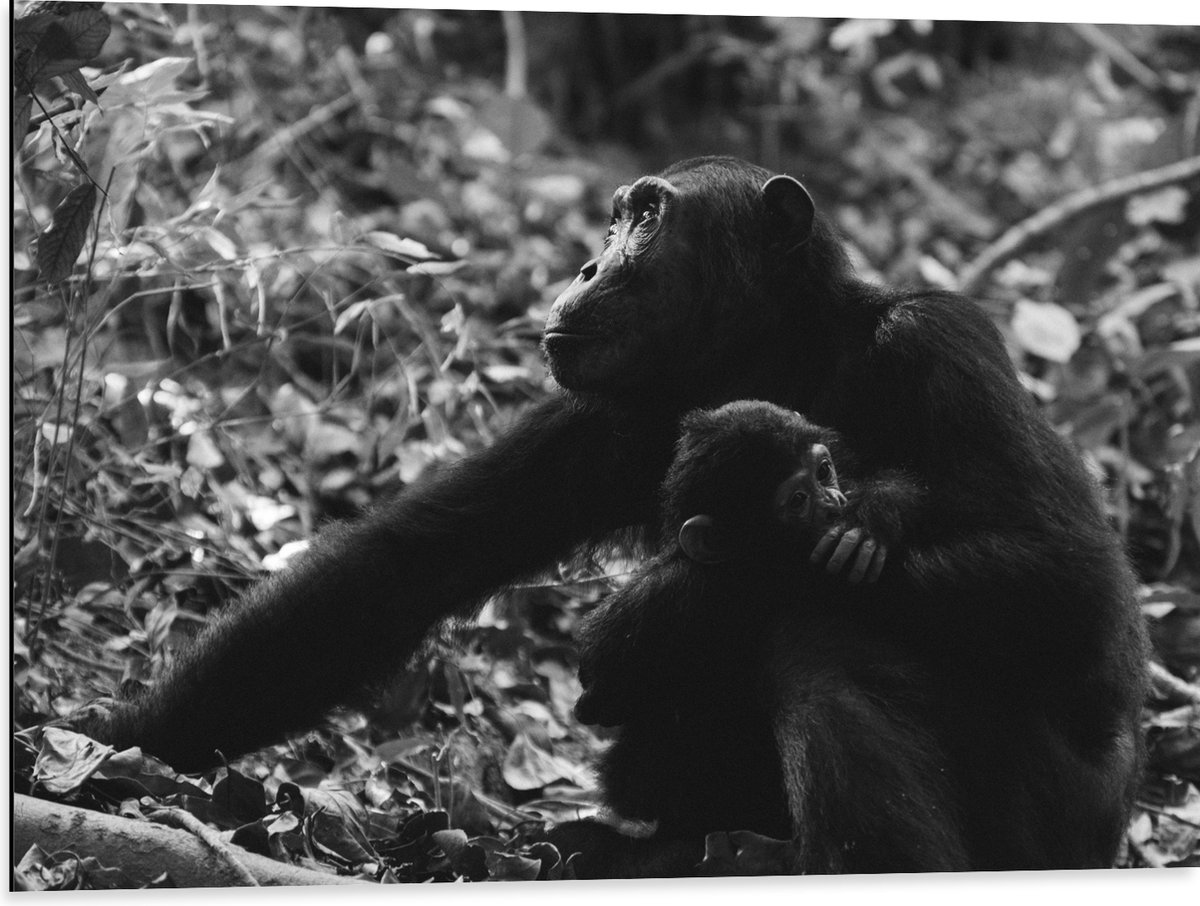 Dibond - Chimpansee met Baby Zwart / Wit - 80x60 cm Foto op Aluminium (Wanddecoratie van metaal)
