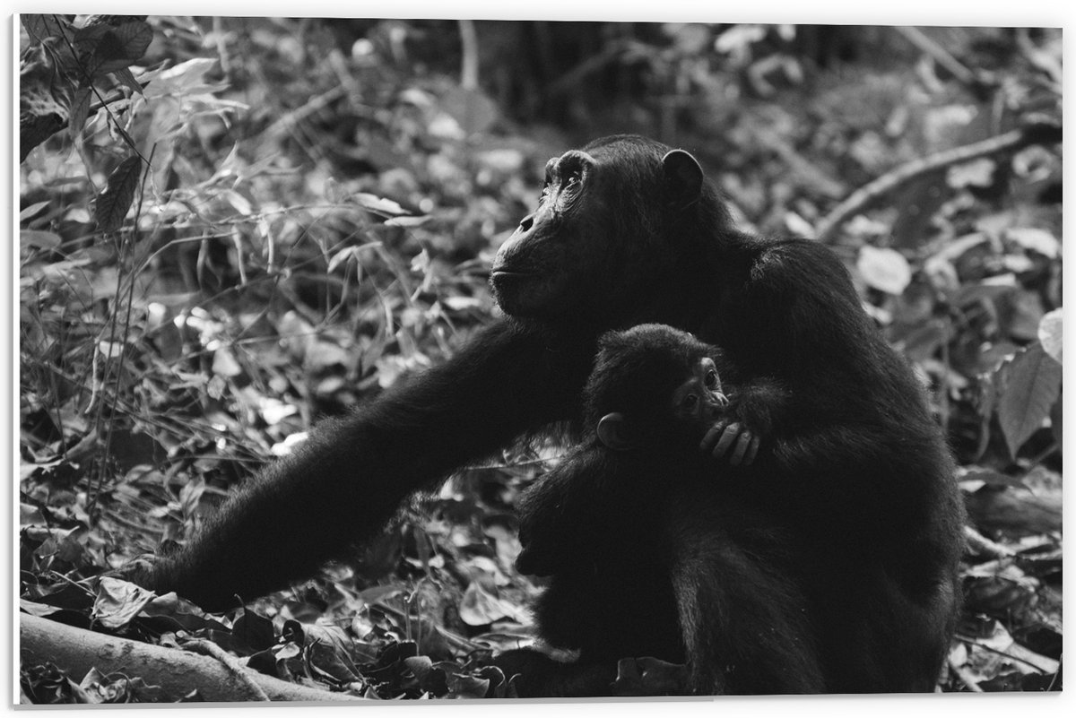 PVC Schuimplaat- Chimpansee met Baby Zwart / Wit - 60x40 cm Foto op PVC Schuimplaat