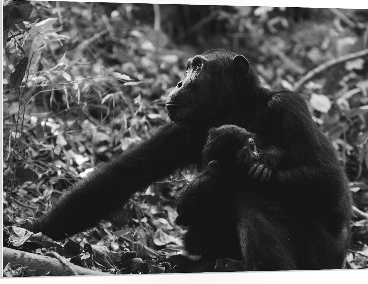PVC Schuimplaat - Chimpansee met Baby Zwart / Wit - 100x75 cm Foto op PVC Schuimplaat (Met Ophangsysteem)