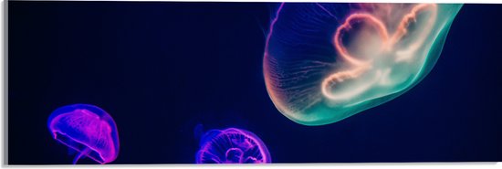 WallClassics - Acrylglas - Gekleurde Kwal onder Water - 60x20 cm Foto op Acrylglas (Wanddecoratie op Acrylaat)