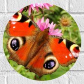WallClassics - Muursticker Cirkel - Rode Vlinder met Ogen op de Vleugels - 30x30 cm Foto op Muursticker