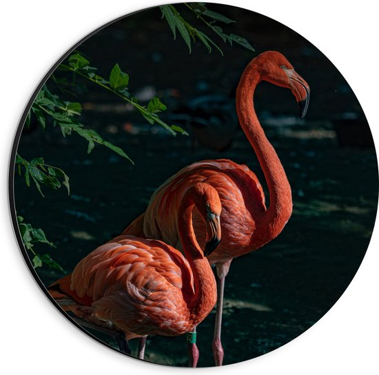 WallClassics - Dibond Muurcirkel - Twee Flamingos in de Schaduw - 20x20 cm Foto op Aluminium Muurcirkel (met ophangsysteem)