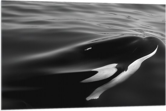 WallClassics - Vlag - Orka onder het Wateroppervlak - 105x70 cm Foto op Polyester Vlag