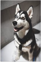 WallClassics - Poster Glanzend – Lieve Hond met Maan Oog - 50x75 cm Foto op Posterpapier met Glanzende Afwerking