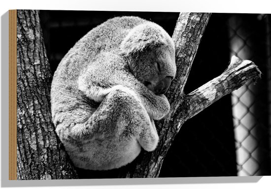 WallClassics - Hout - Zwart Wit Foto van Slapende Koala - 60x40 cm - 12 mm dik - Foto op Hout (Met Ophangsysteem)