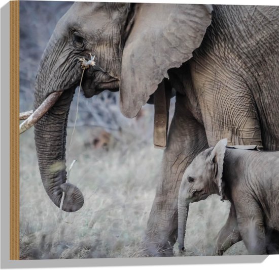 WallClassics - Hout - Wandelende Baby Olifant met Moeder - 50x50 cm - 12 mm dik - Foto op Hout (Met Ophangsysteem)