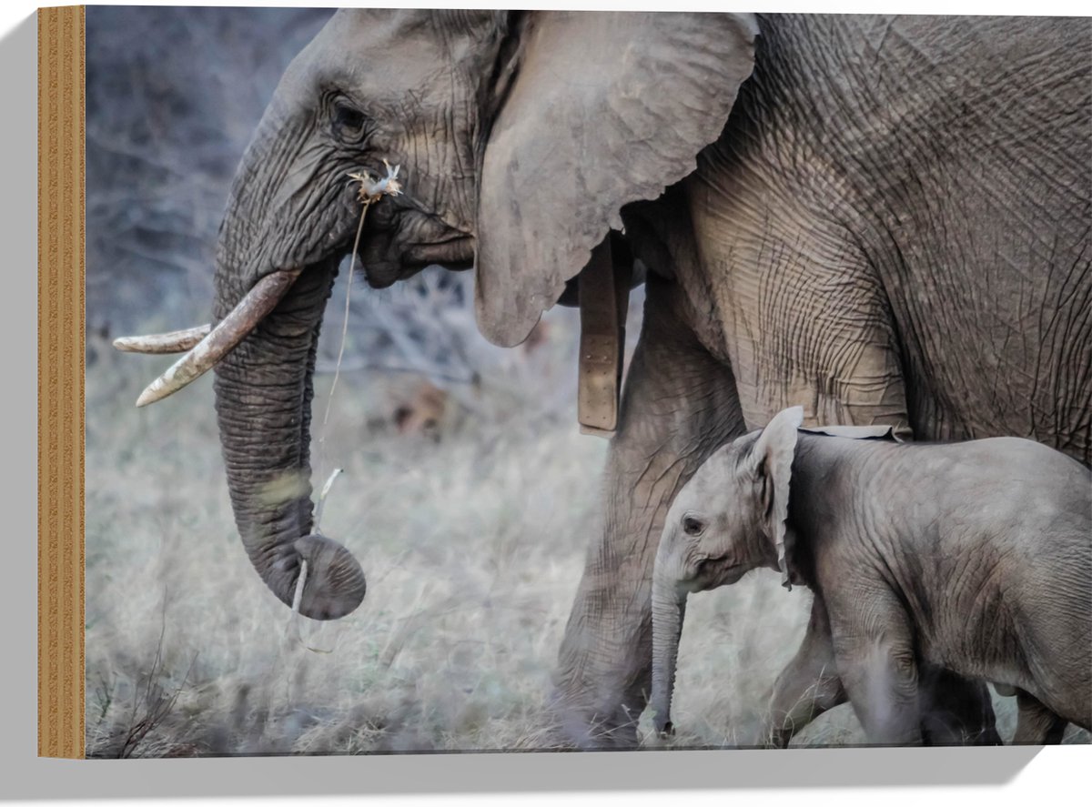 Hout - Wandelende Baby Olifant met Moeder - 40x30 cm - 12 mm dik - Foto op Hout (Met Ophangsysteem)