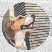 WallClassics - Muursticker Cirkel - Beagle Hond - 20x20 cm Foto op Muursticker