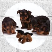 WallClassics - Muursticker Cirkel - Puppy's met Knuffel - 20x20 cm Foto op Muursticker